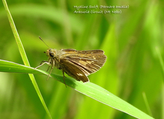 Parnara amalia