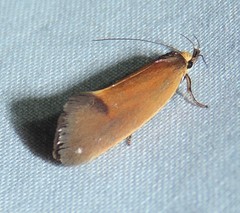 Delexocha ochrocausta