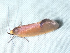 Delexocha ochrocausta