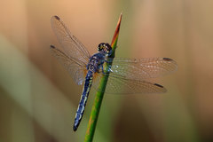 Diplacodes lefebvrii