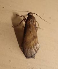 Lambula obliquilinea