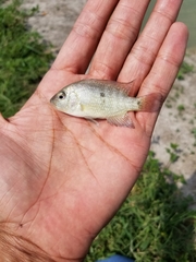 Herichthys cyanoguttatus