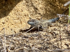 Sceloporus occidentalis becki
