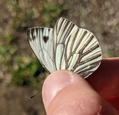 Pieris marginalis venosa