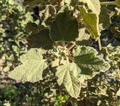 Malacothamnus palmeri