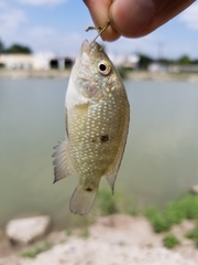 Herichthys cyanoguttatus