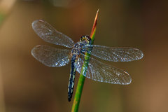 Diplacodes lefebvrii