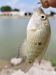 Herichthys cyanoguttatus