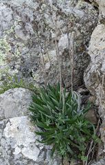 Dudleya abramsii