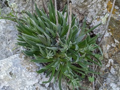 Dudleya abramsii