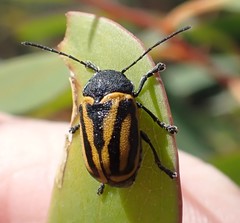 Cadmus australis