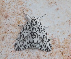 Lymantria singapura