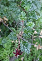 Ribes sericeum