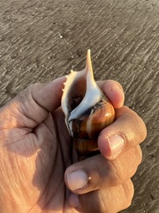 Tibia insulaechorab