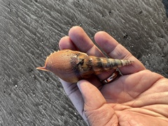 Tibia insulaechorab