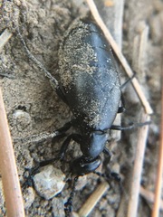 Meloe strigulosus