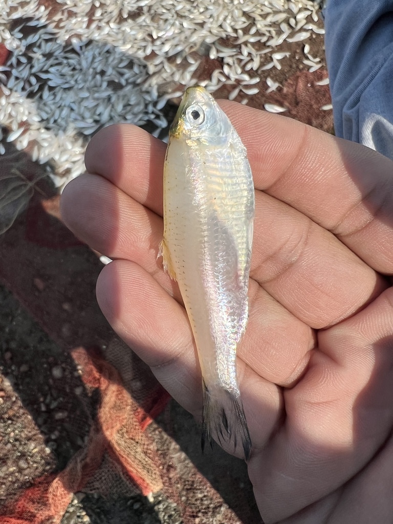 Deep Herring
