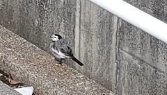 Motacilla alba