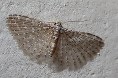 Alucita pygmaea