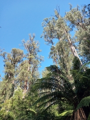 Eucalyptus regnans