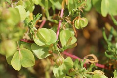 Roepera aurantiaca aurantiaca