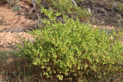 Roepera aurantiaca aurantiaca
