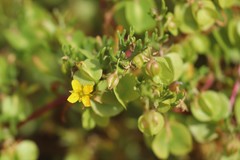 Roepera aurantiaca aurantiaca