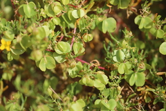 Roepera aurantiaca aurantiaca