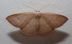 Cyclophora obstataria