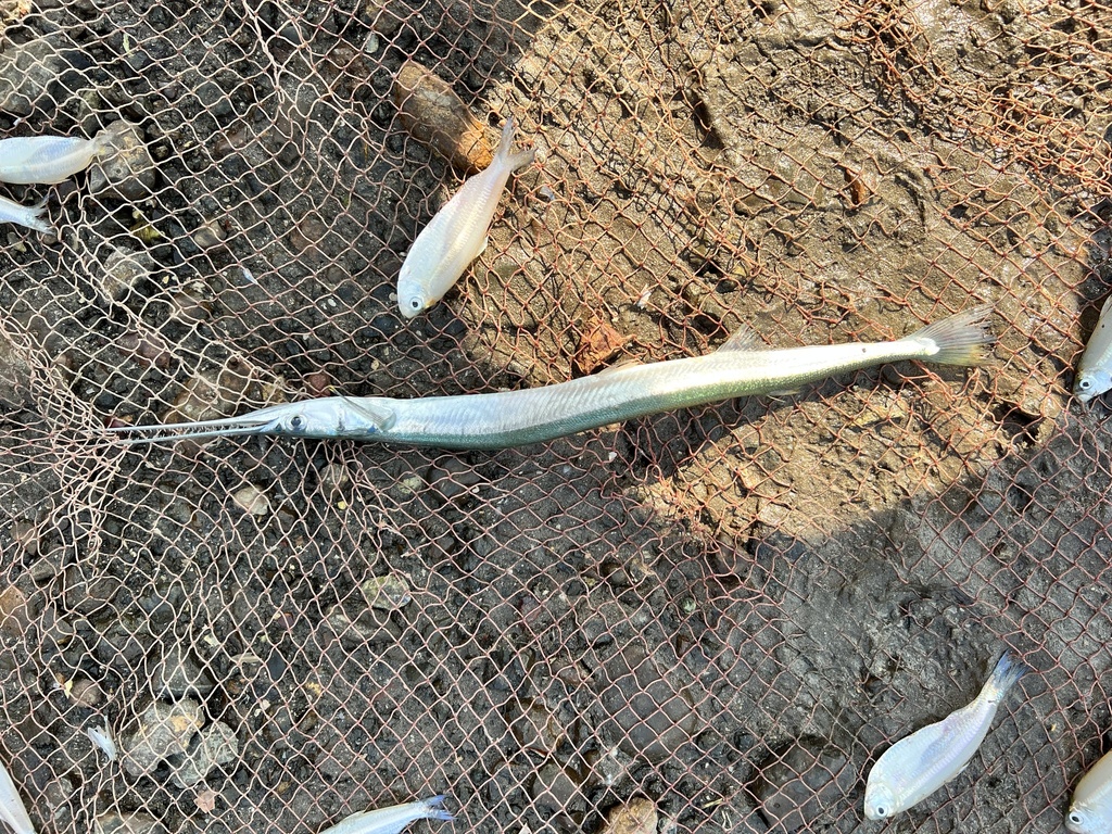 Banded needlefish
