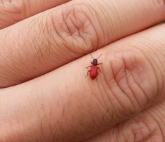 Zenodosus sanguineus