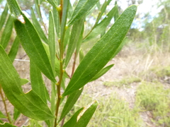 Acacia dodonaeifolia