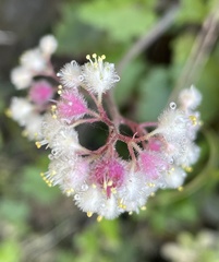 Heuchera pilosissima