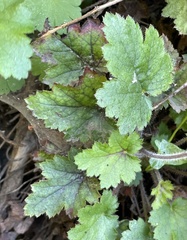 Heuchera pilosissima