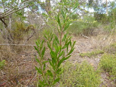 Acacia dodonaeifolia