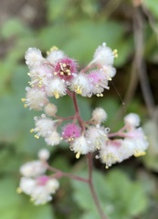 Heuchera pilosissima