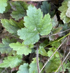 Heuchera pilosissima