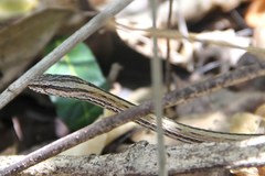 Mimophis