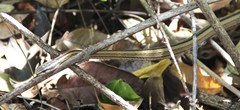 Mimophis