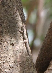Lygodactylus heterurus