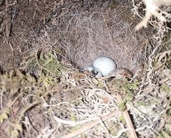 Junco hyemalis