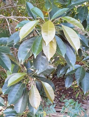 Elaeocarpus eumundii