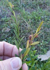 Phyllanthus triandrus
