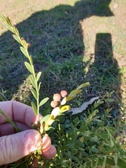 Phyllanthus triandrus