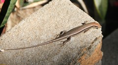 Trachylepis gravenhorstii
