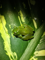 Espadarana prosoblepon