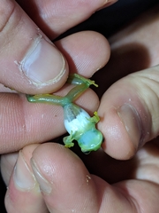 Espadarana prosoblepon