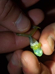 Espadarana prosoblepon