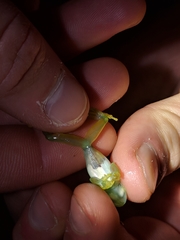 Espadarana prosoblepon