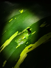 Espadarana prosoblepon